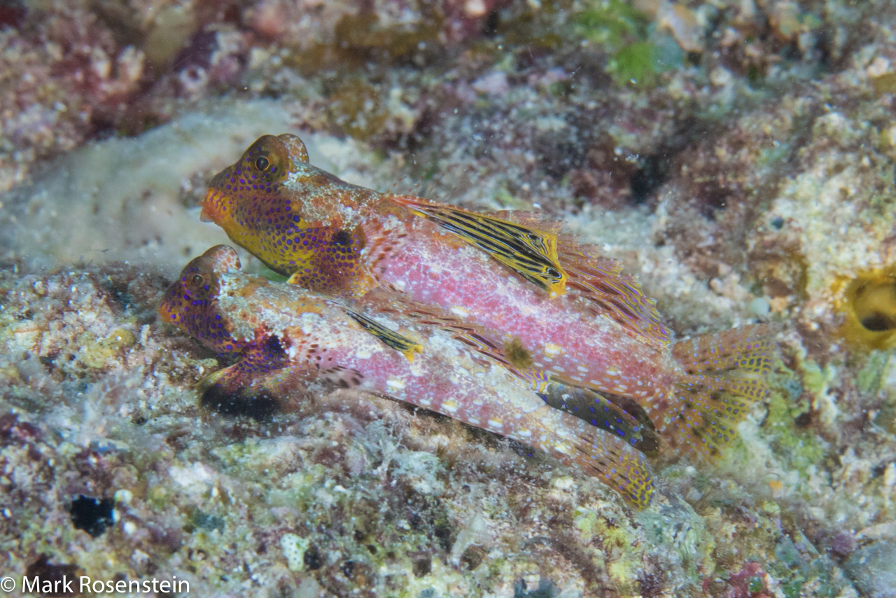 Double Dragonet by Mark