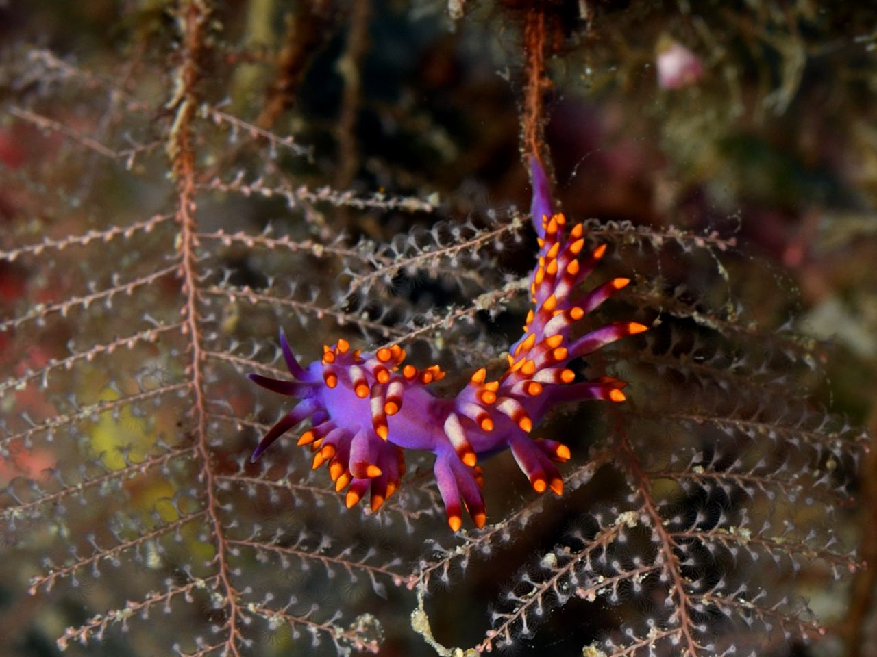 Fab-Flabellina by Andrew