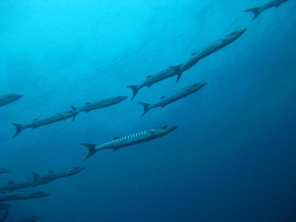 Synchronized Swimming by Helen