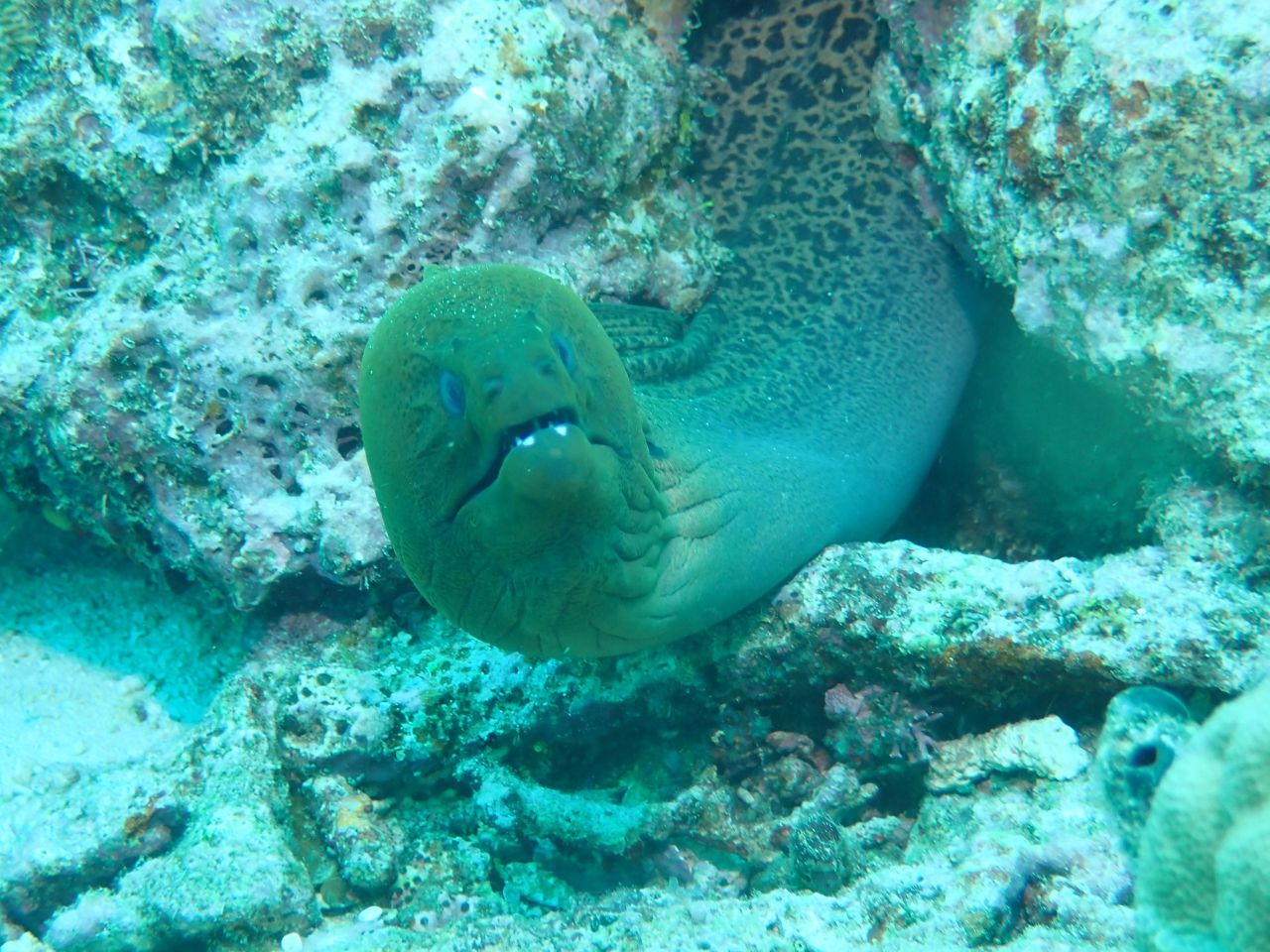 It's A Moray by Steve