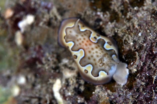 Marilyn Monroe Nudi by Jeff