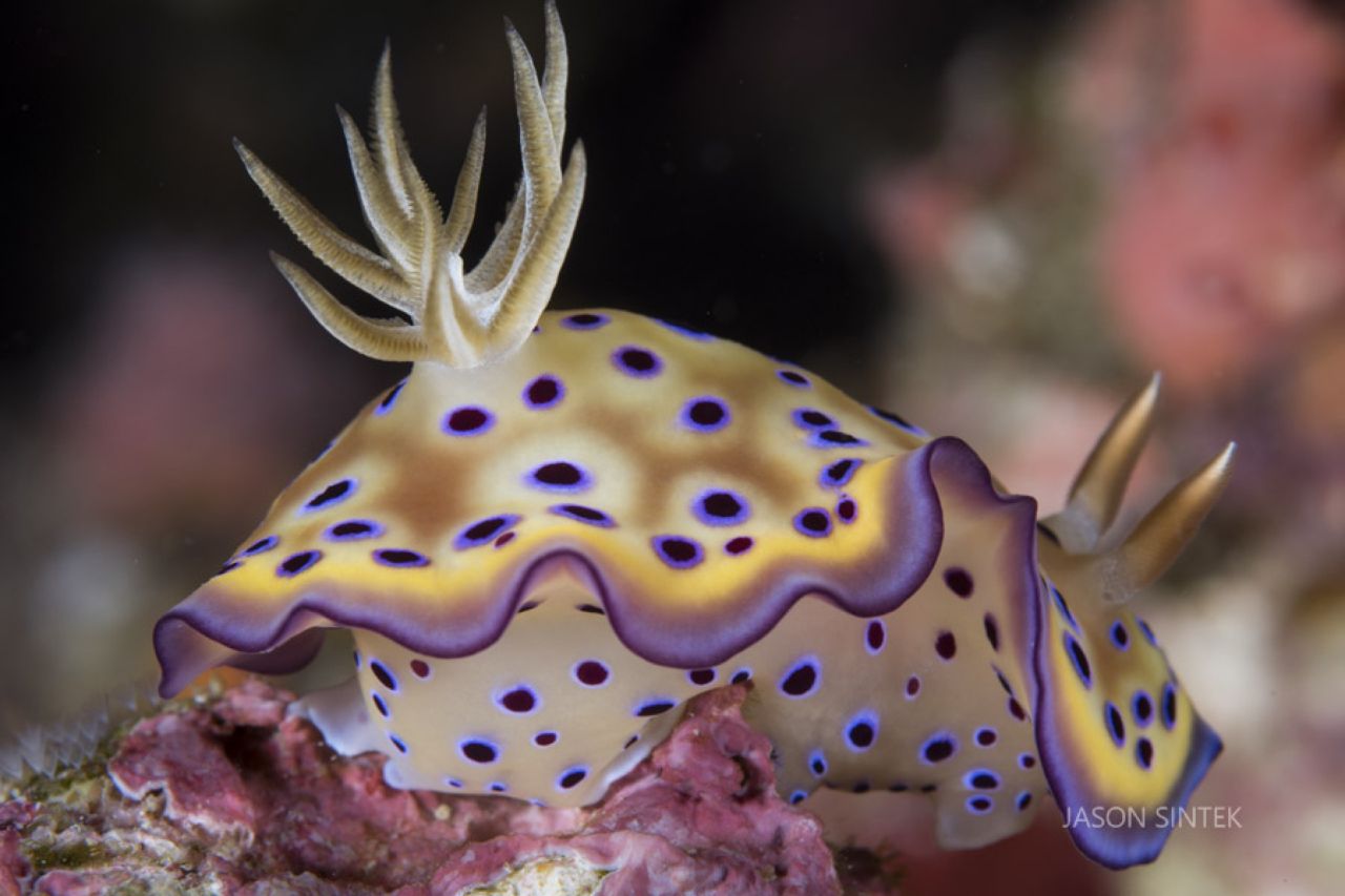 Marilyn Nudi by Jason