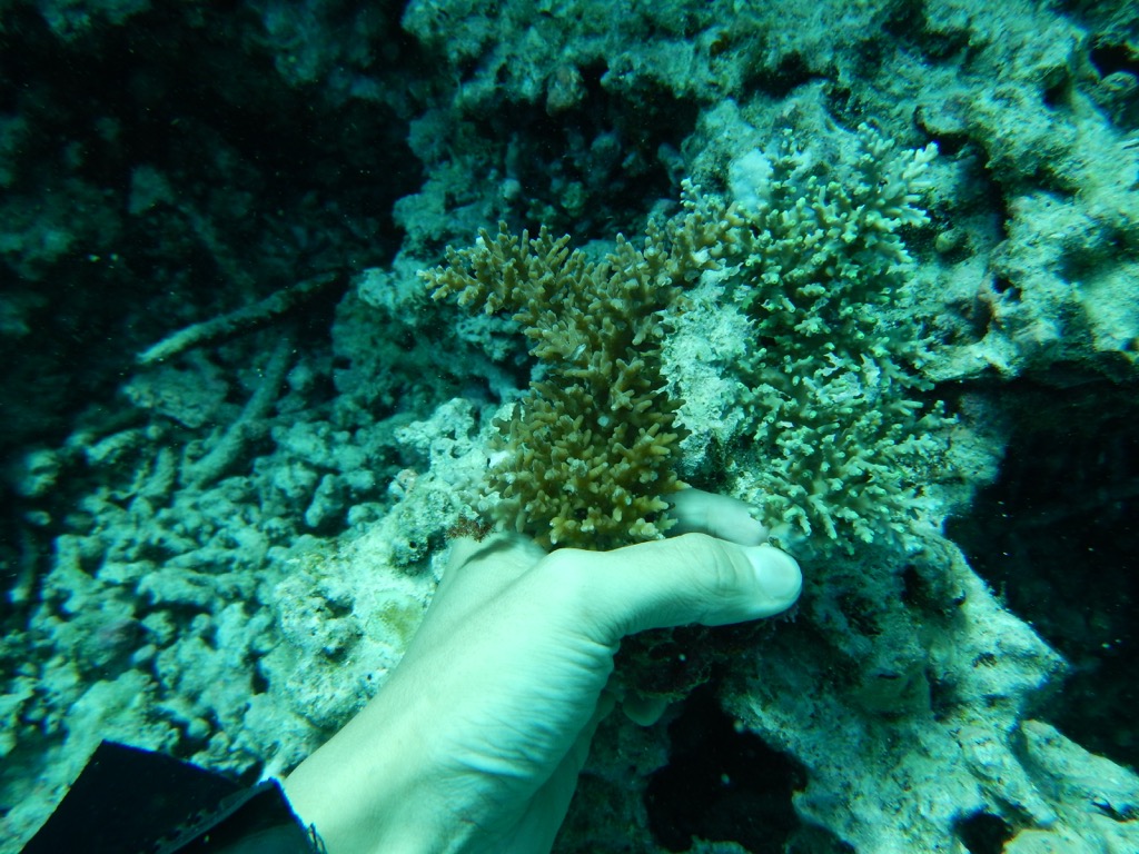 Coral Planting by Masa