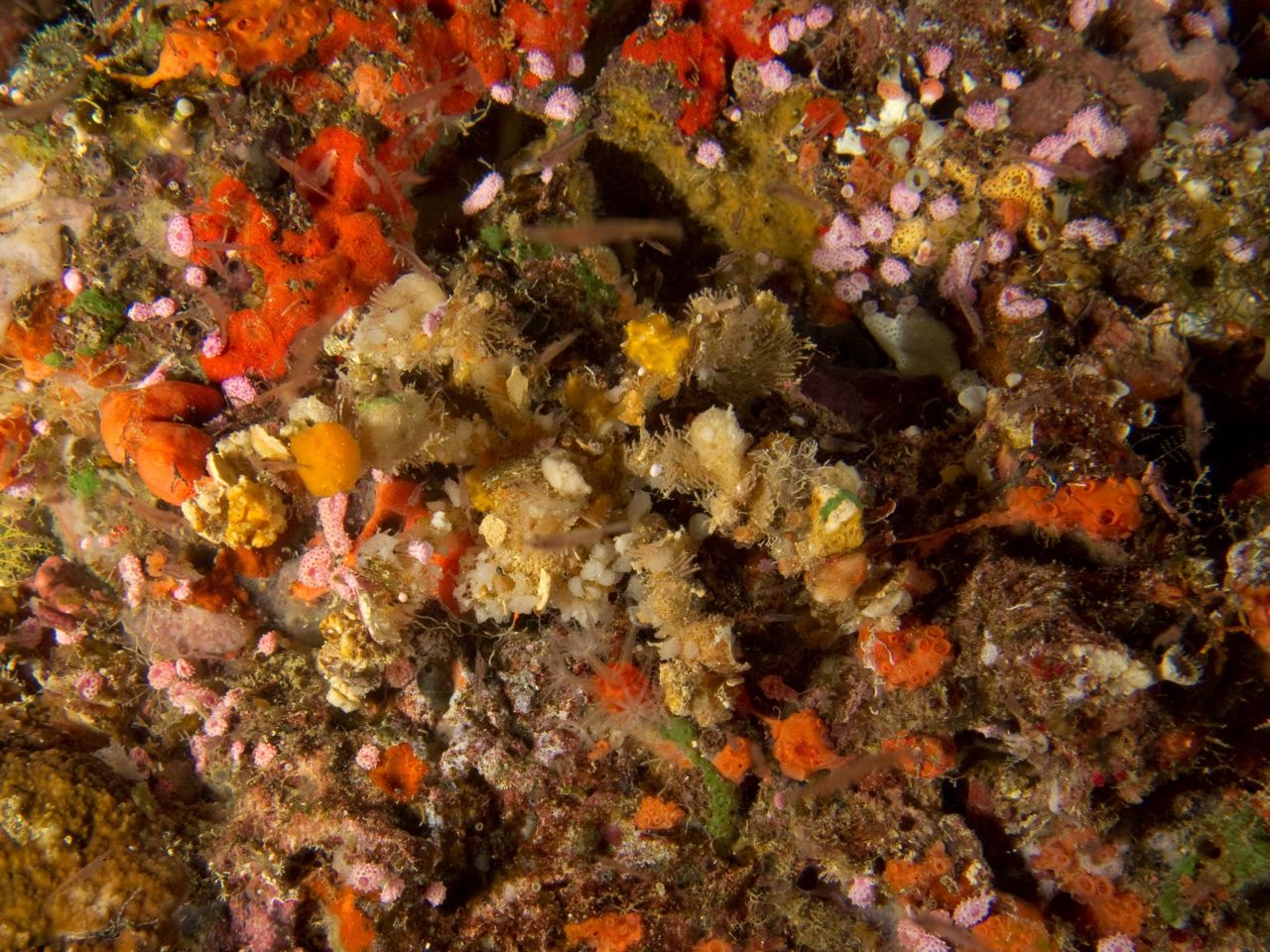 I Spy A Decorator Crab by Michelle