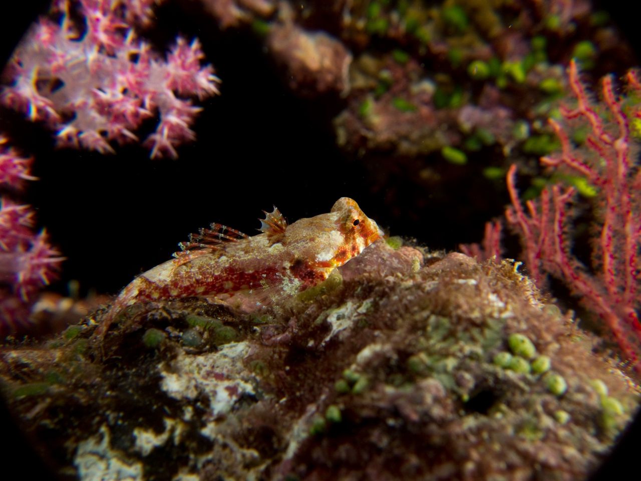 Dainty Dragonet by Michelle