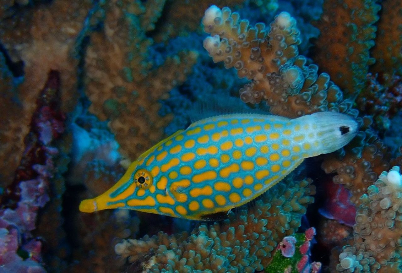 Nosey Longnose Filefish by Christy