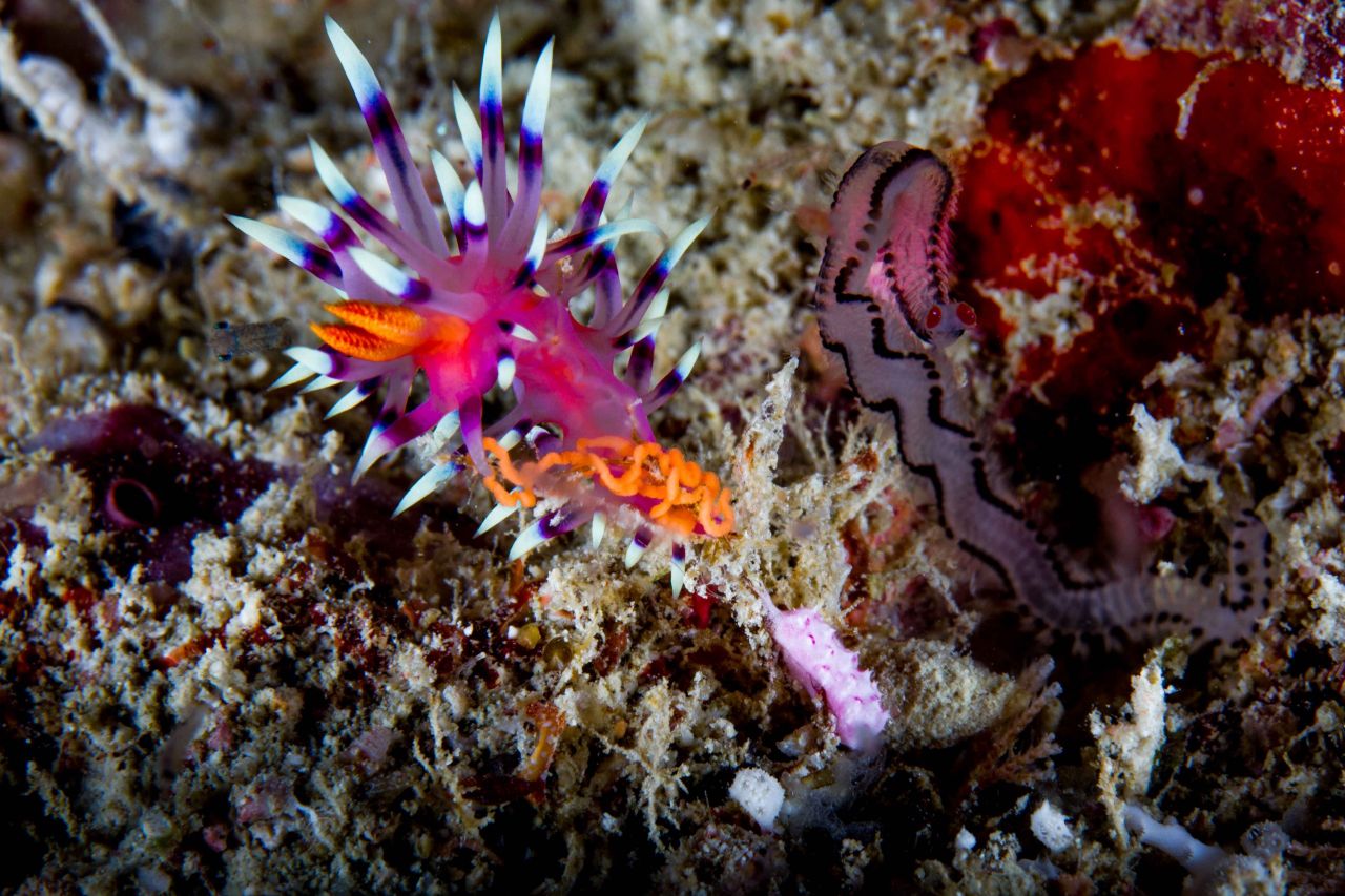 Nudi Eggs A Layin' by Simon