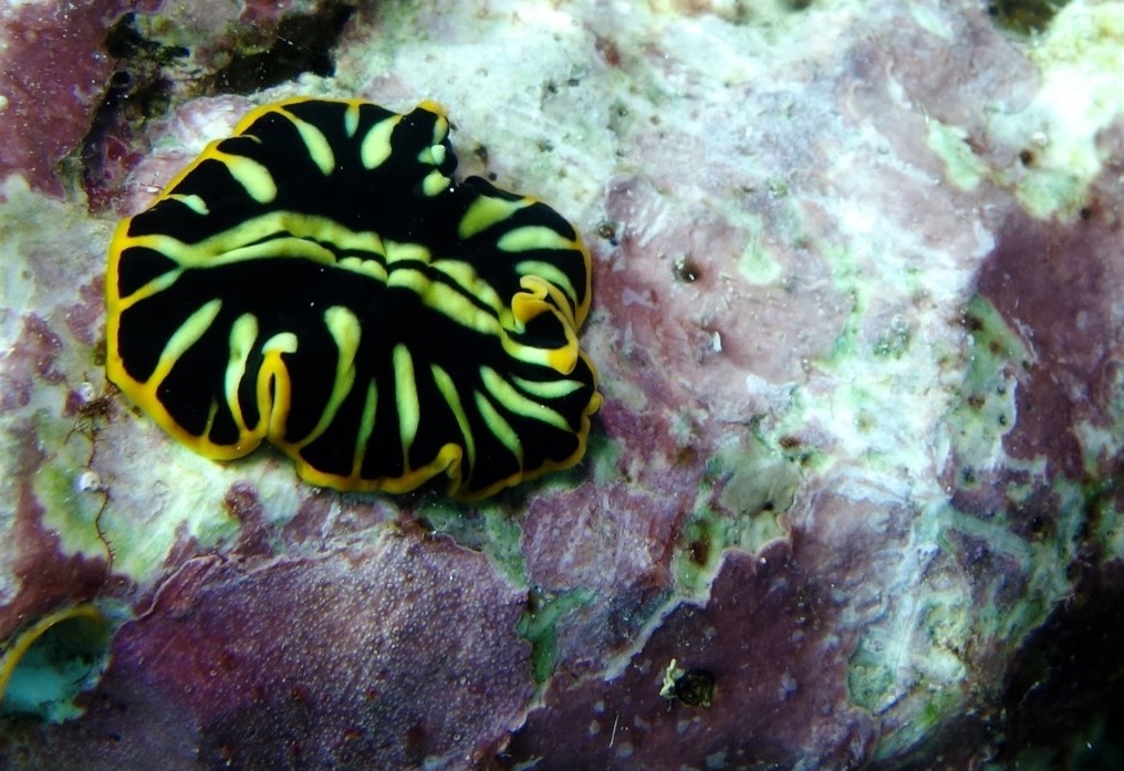 Nudi Or Not Nudi by Nassim