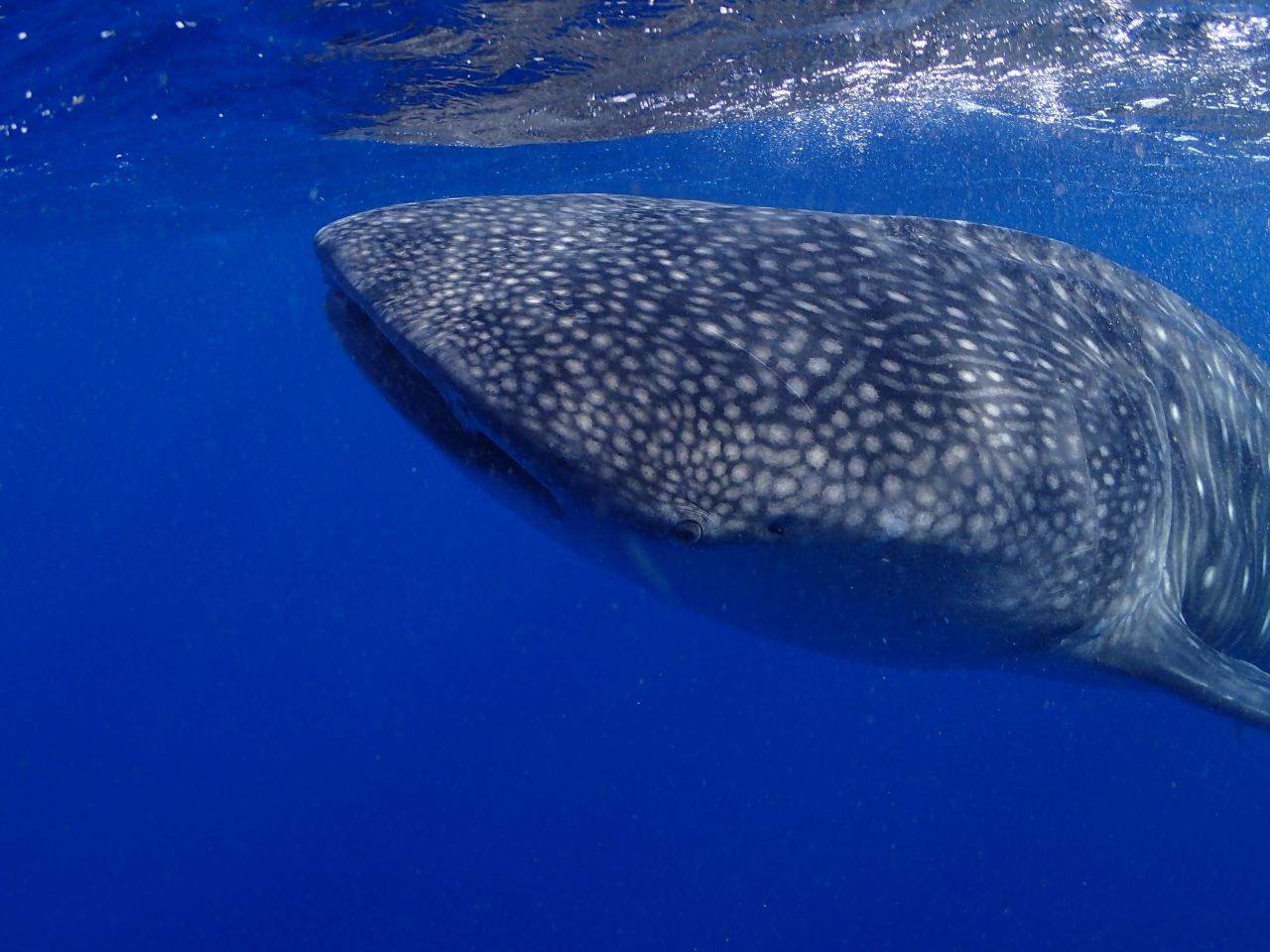 Got The Whale Memo Slightly Wrong by Peter