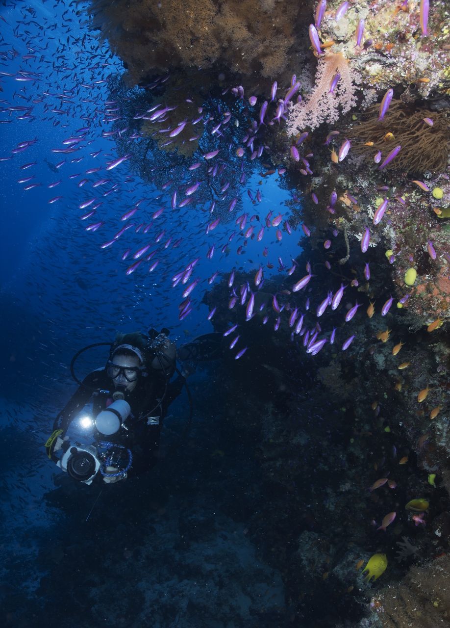 Raining Anthias by John