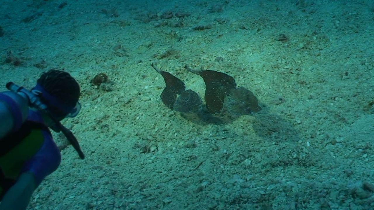 Kevin Loves Robust Ghost Pipefish by Roger