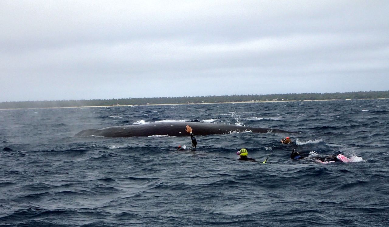 Stop! I Think I Found A Whale by Robin