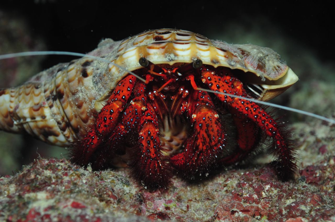 Hairy Hermit by Thorsten