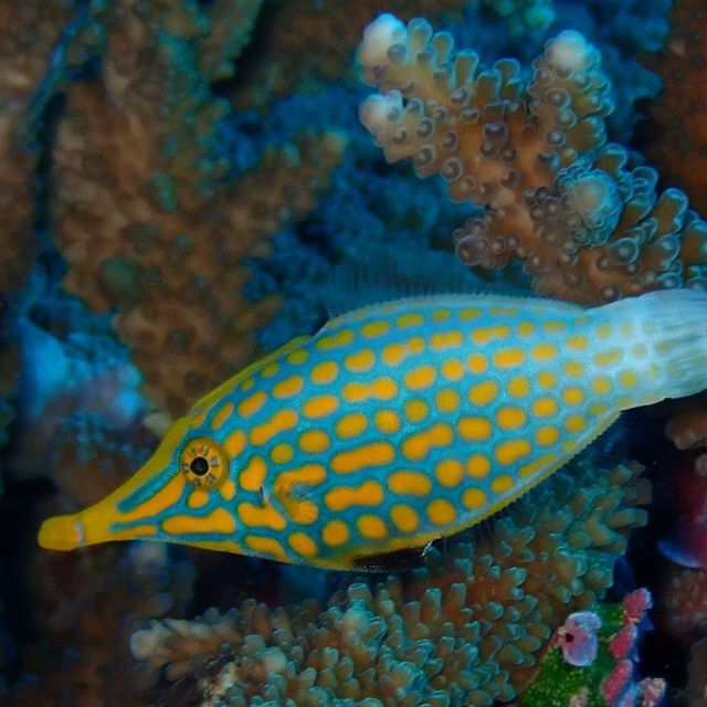 Name That Fish!