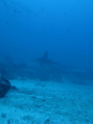 Big Hammerhead in the distance!