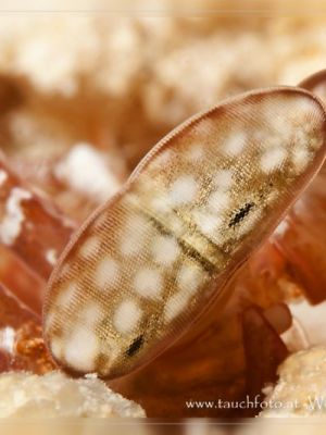 Lisa's Mantis Shrimp near the Arch Namena- taken by Michael W.