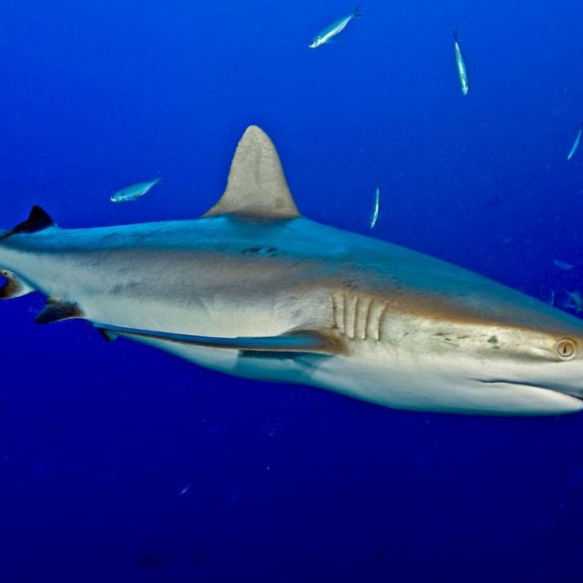 Fiji Diving