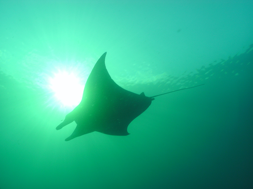 Manta Season is ON!