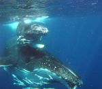 Thar she blows - Tonga Whales 3