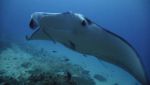 Mantas in Wakaya