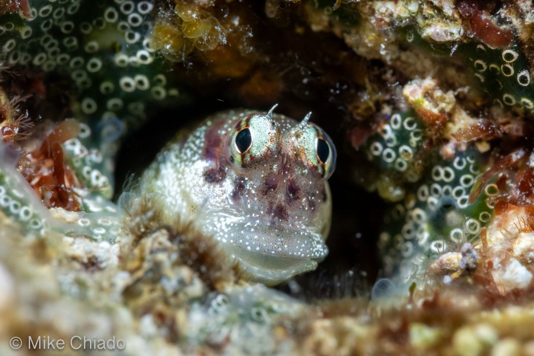 You Are Such A Blenny