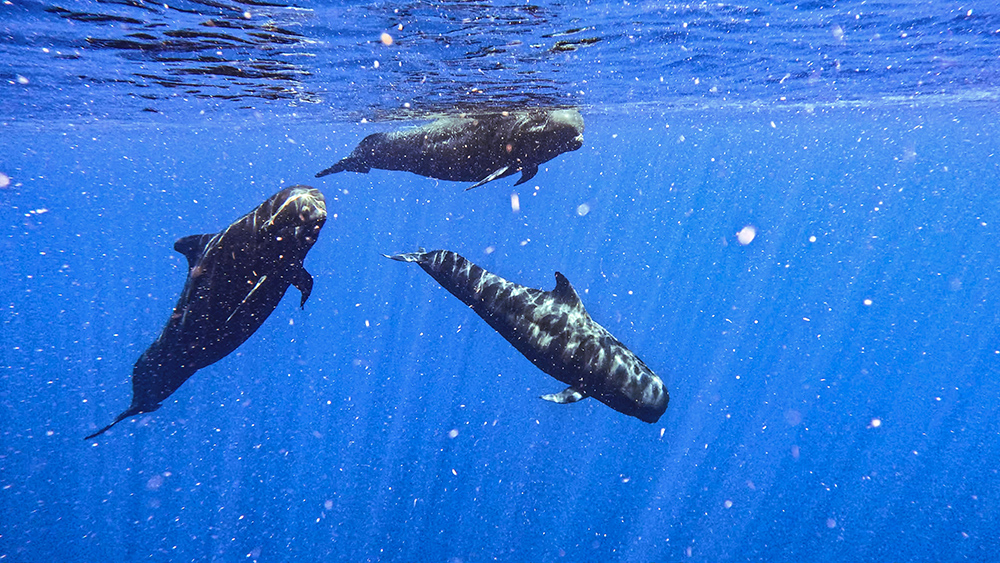 Close Encounters of the Marine Kind