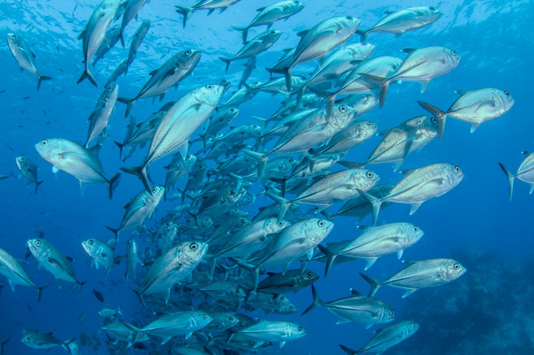 Go In & Follow The Fish