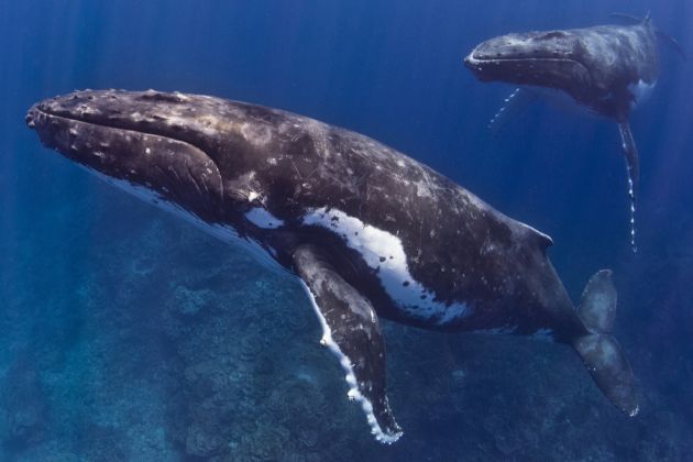 Best of Tonga's Whales - 2016 Pictorial