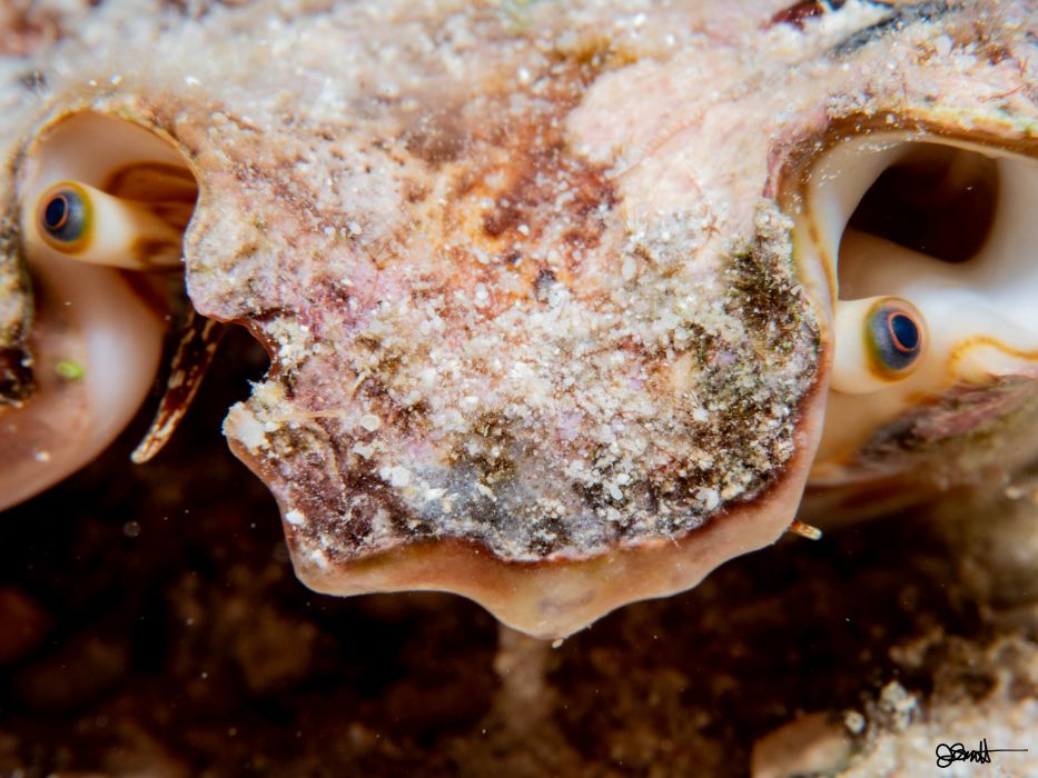 Dr. Suess Must Have Been A Diver