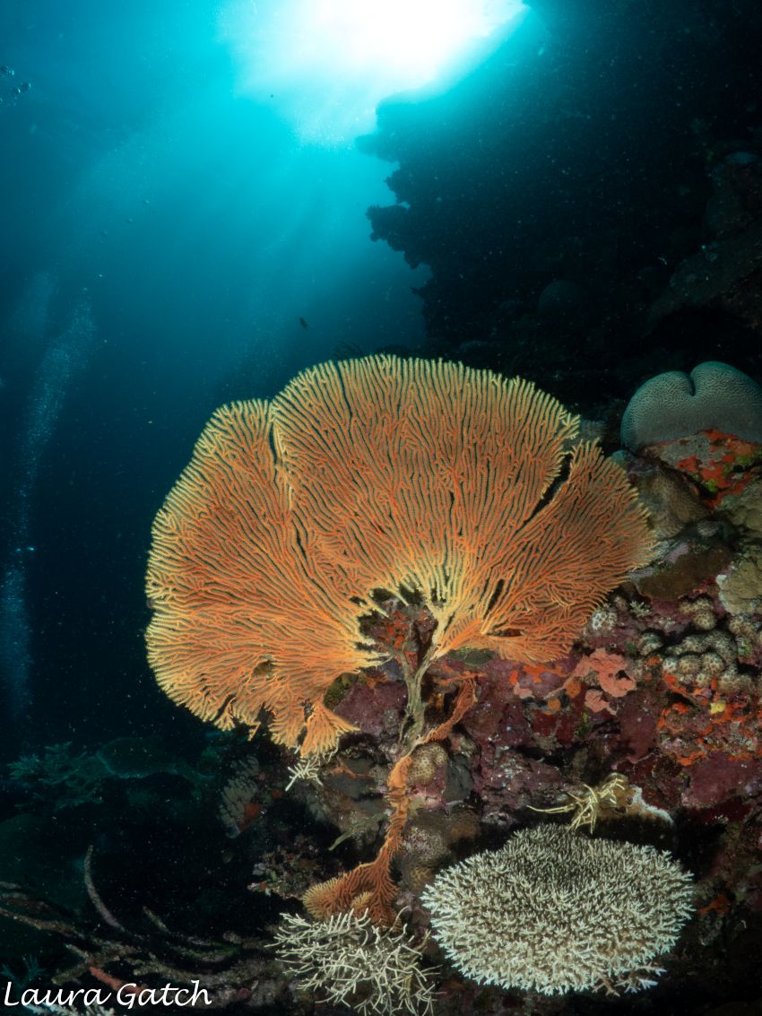 Highway To Fish Heaven