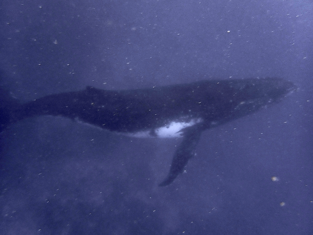 Lau, Whales and Diving