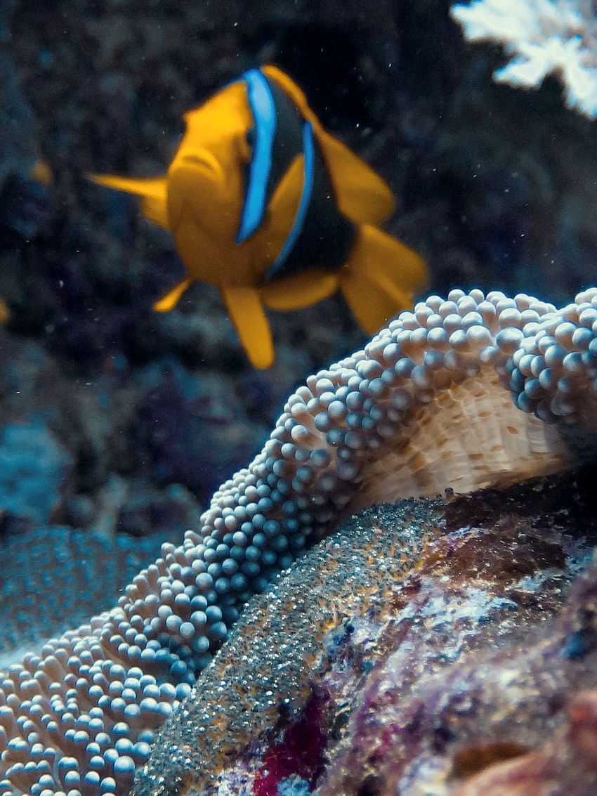 YOU Are My Favorite Fish