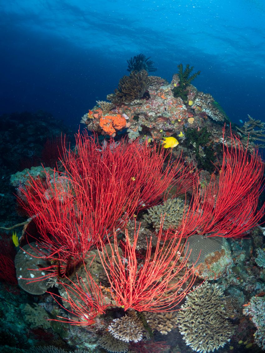 Is Underwater Your Happy Place? 