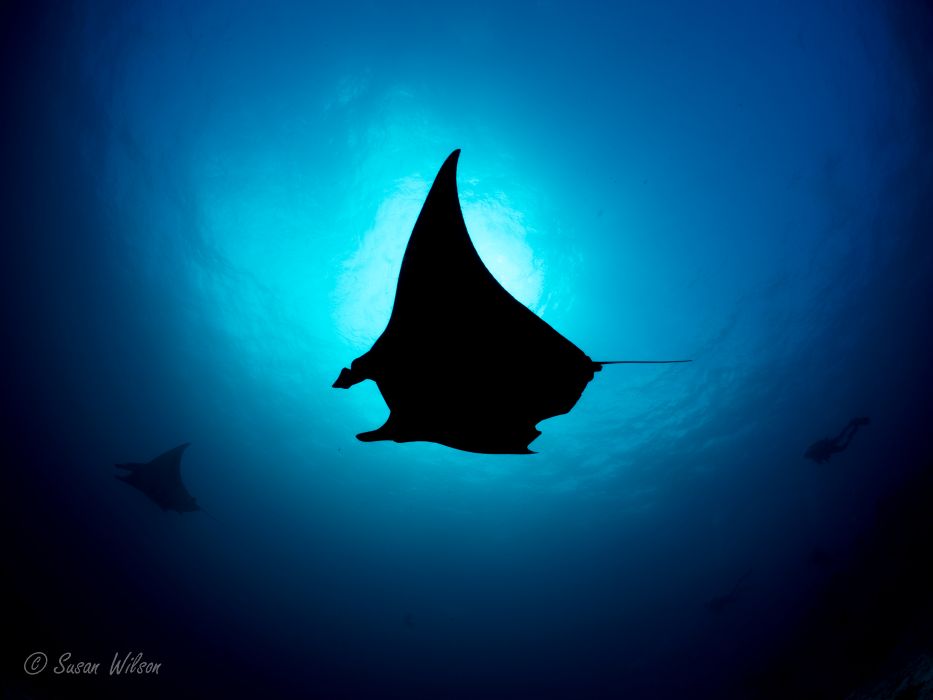 Underwater Language & Not So Hidden Innuendos 