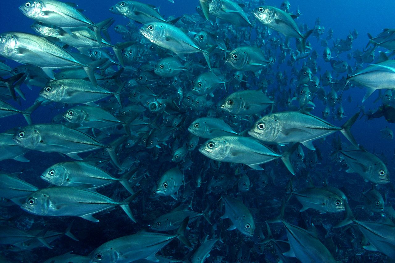 Large schools of big eye trevally patrol several offshore divesites.