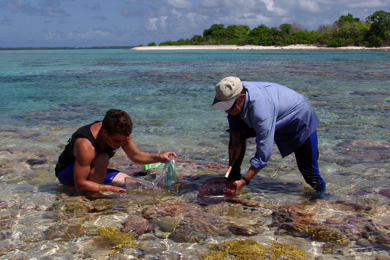 Drs. Steve Bailey and Gerry Allen collect fish in the tidal zone at Nikumaroro