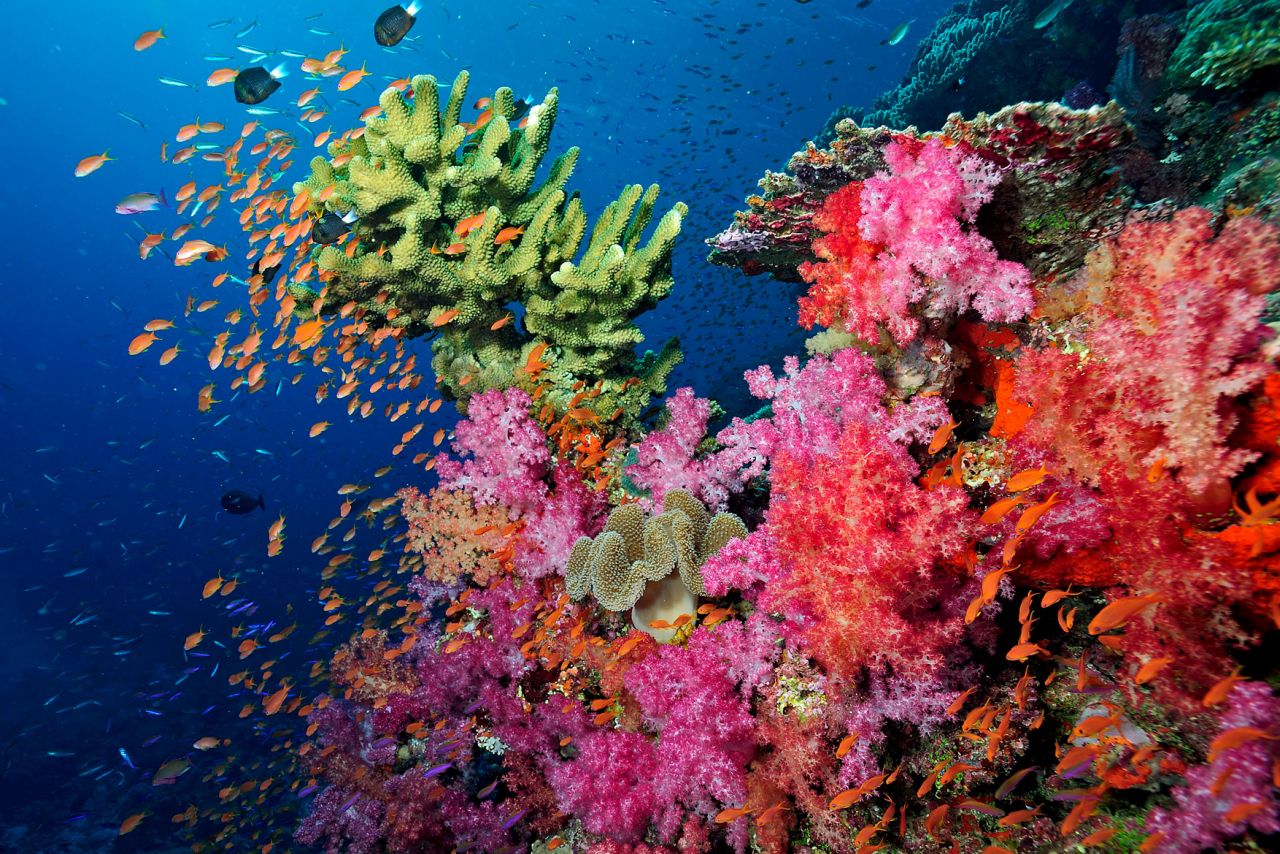 Fiji Dive Sites - Where is Fiji's best diving? - NAI'A Liveaboard